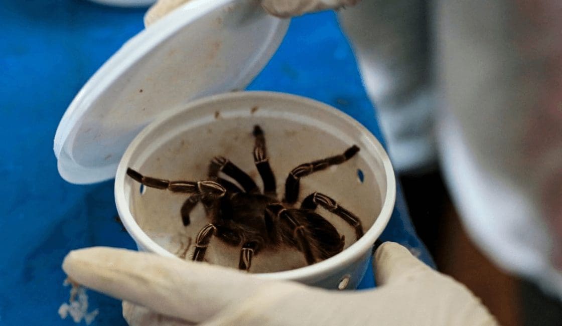 Arañas muertas, necrobots Arañas muertas, necrobots