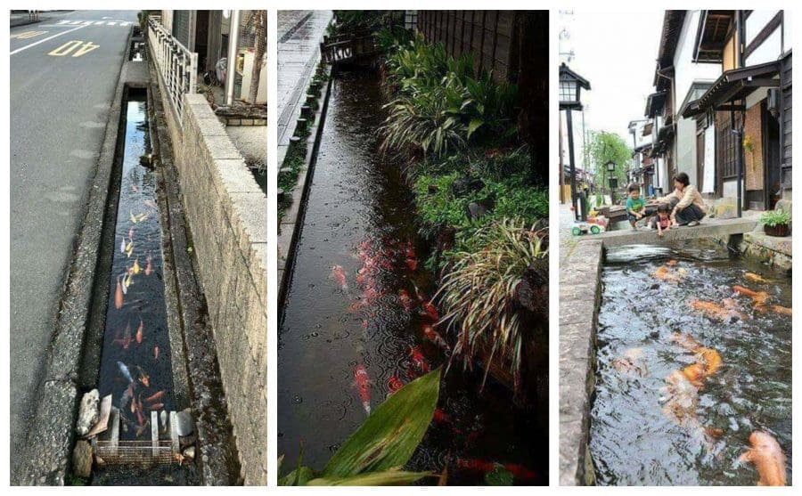 El canal de drenaje en Japón es tan limpio que incluso tienen el pez Carpa Koi