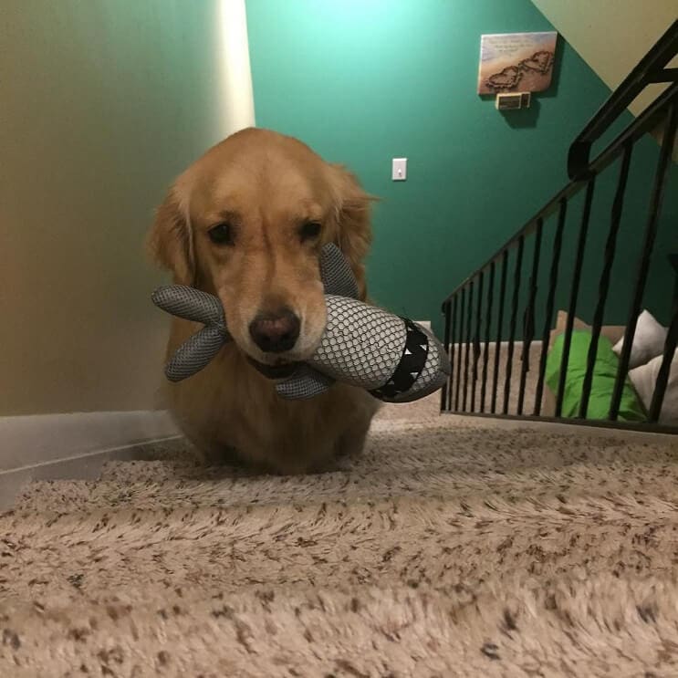 este-es-el-perro-es-el-mas-simpatico-y-regalon-que-internet-ha-conocido-1